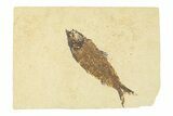 Fossil Fish (Knightia) - Wyoming #295623-1